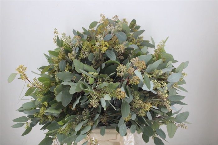 <h4>Euca Populus Berry 400gr P Bunch</h4>