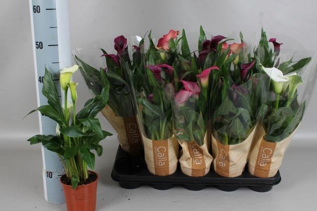 <h4>ZANT GEM 5 KL</h4>