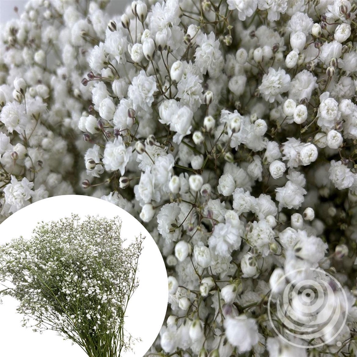 <h4>Gyps Overtime 30gr</h4>