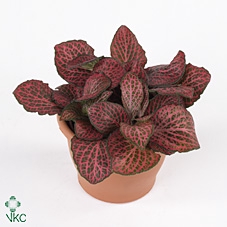 FITT MO PINK DIAMOND