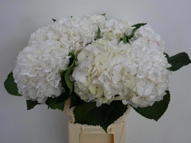 <h4>HYDR M CH WHI VERENA</h4>