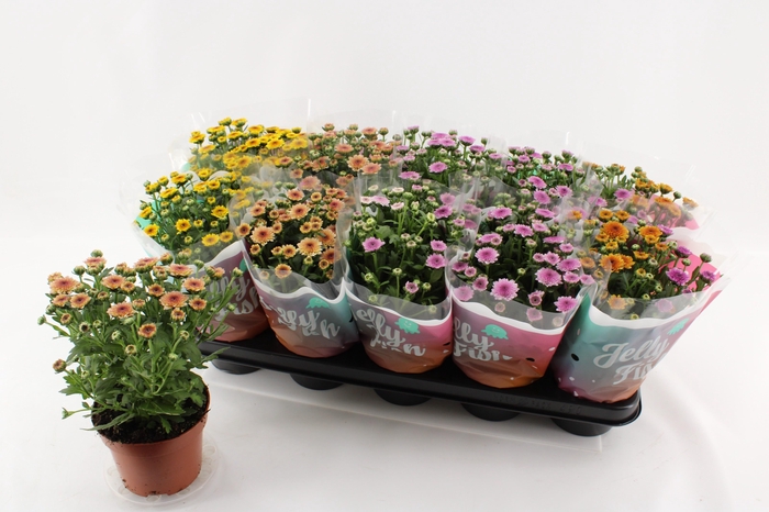 <h4>CHRYS JELLYFI GEM</h4>