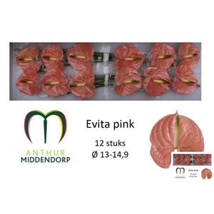Anth A Evita Pink