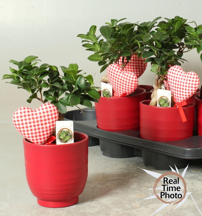 <h4>FIC MI GINSENG</h4>