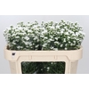 Aster White Gypsy