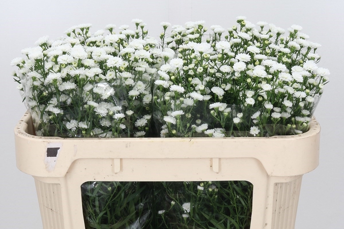 Aster White Gypsy