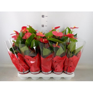 Anthurium andr. 'Esudo'