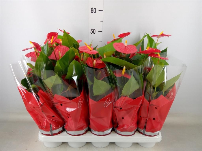 <h4>Anthurium andr. 'Esudo'</h4>