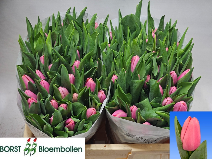 <h4>TU EN TRESOR</h4>