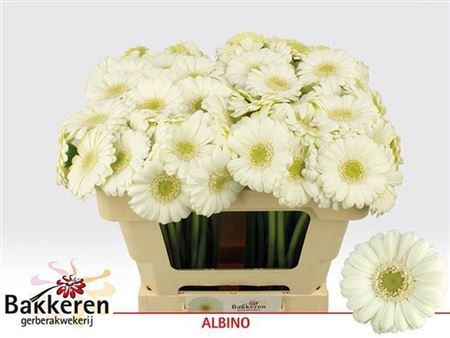 Ge Mi Albino