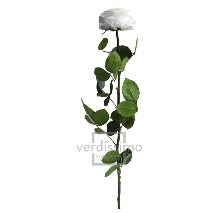 Rose on stem xl bulk 55cm white