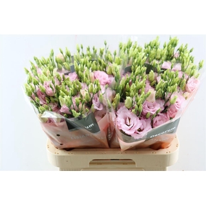 Eus G Lisanne L Pink