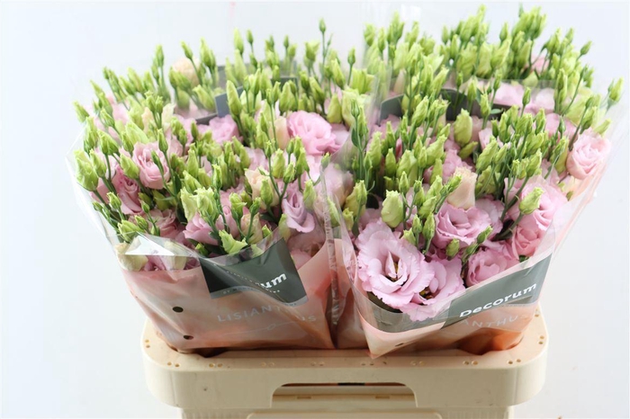 <h4>Eus G Lisanne L Pink</h4>