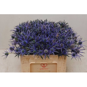 ERYN BLUE SURPRISE