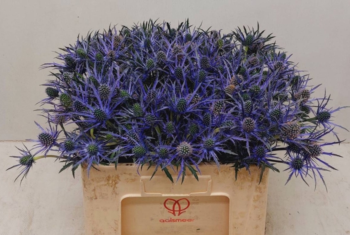 <h4>ERYN BLUE SURPRISE</h4>