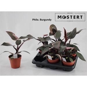 Philodendron Burgundy Princess 12Ø 25cm