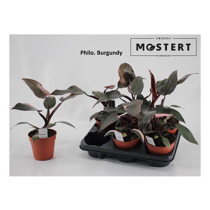 <h4>Philodendron Burgundy Princess 12Ø 25cm</h4>