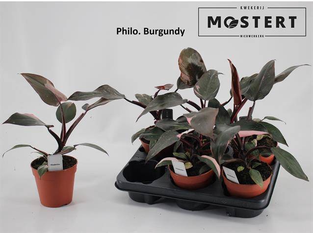 Philodendron Burgundy Princess 12Ø 25cm