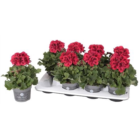 <h4>Pelargonium Don Leo</h4>