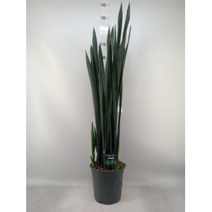 Sansevieria   ...
