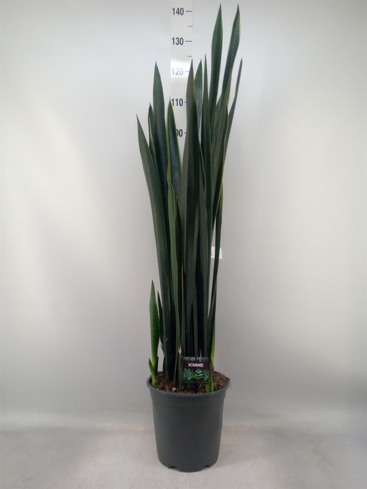 <h4>Sansevieria   ...</h4>