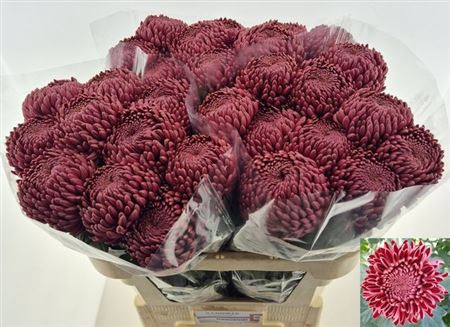 <h4>Chr G Bigoudi Red</h4>