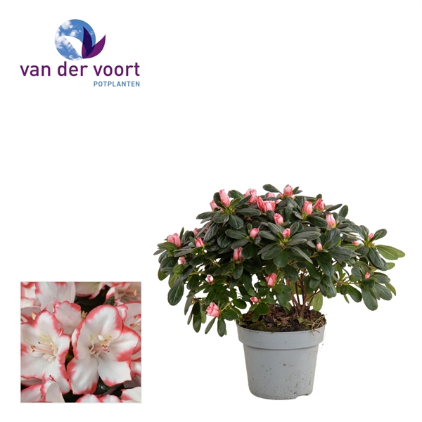 <h4>Azalea 14 cm Sachsenstern</h4>