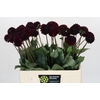 Dahlia Black Lars