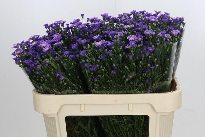 <h4>Aster Casamare</h4>