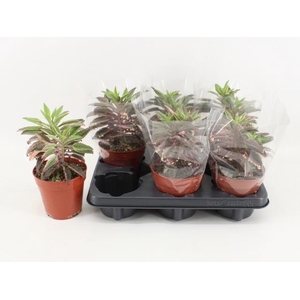 KALANCHOE DAIGREMONT