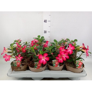Adenium obesum 'Anouk'