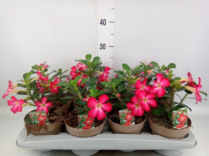 <h4>Adenium obesum 'Anouk'</h4>