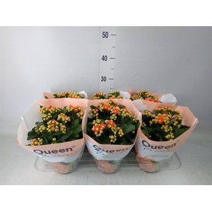 Kalanchoe  'MoreFlow Geneva'