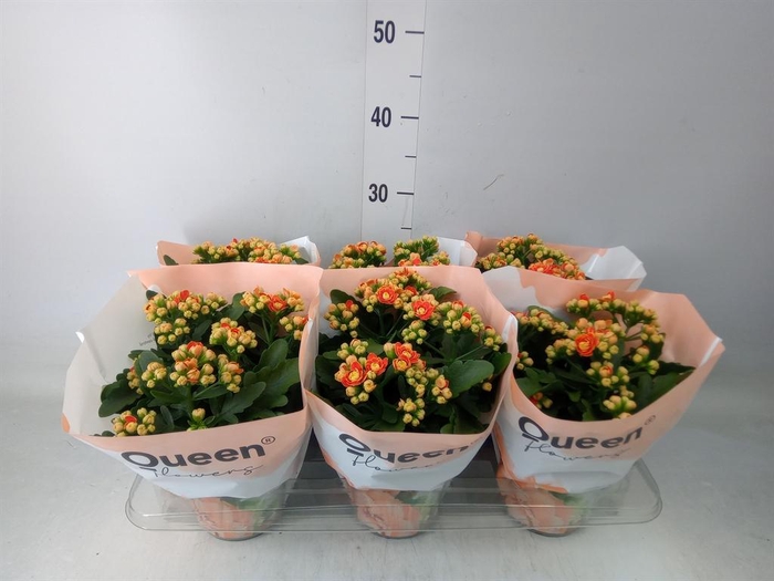 <h4>Kalanchoe  'MoreFlow Geneva'</h4>