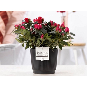 1st class Azalea red in P&PURE Liv ceramics matt black