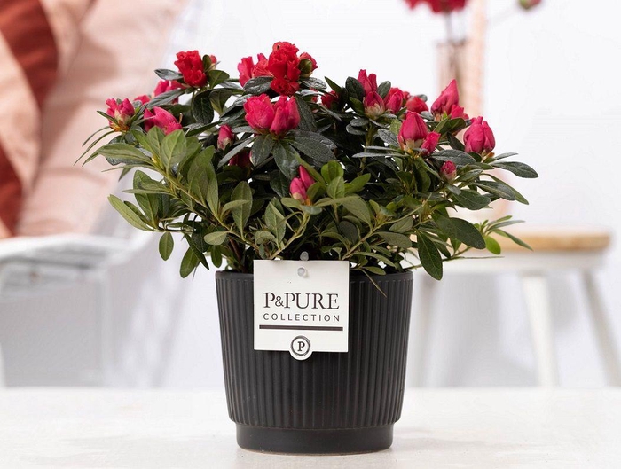 <h4>1st class Azalea red in P&PURE Liv ceramics matt black</h4>