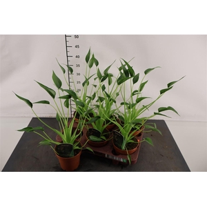 Alocasia 12 Cm. P. Tiny Dancers