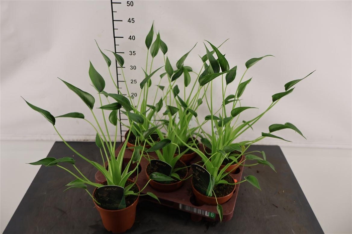 <h4>Alocasia 12 Cm. P. Tiny Dancers</h4>