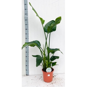 STRELITZIA NICOLAI