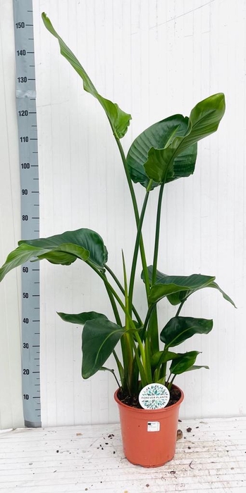 <h4>STRELITZIA NICOLAI</h4>