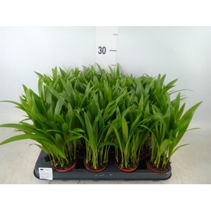 Dypsis lutescens   ...Chrysalidoca