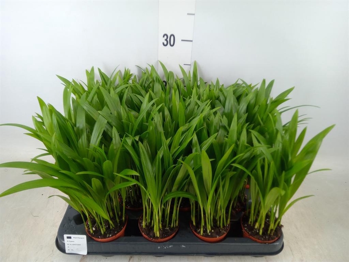 <h4>Dypsis lutescens   ...Chrysalidoca</h4>