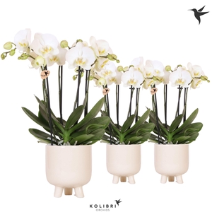 Kolibri Orchids Phalaenopsis Jewel Ghent 4 spike in Gummy pot travertine