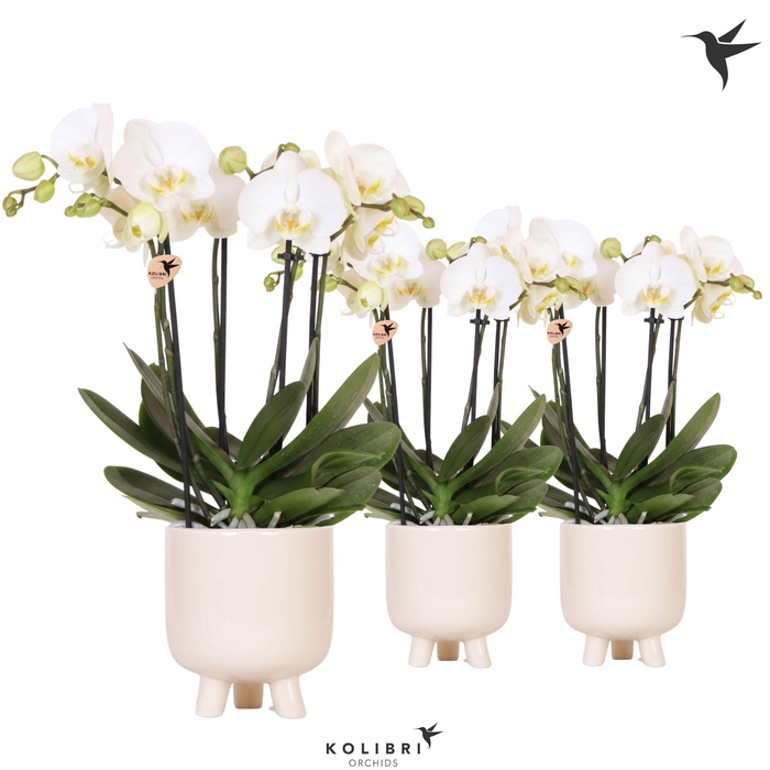 <h4>Kolibri Orchids Phalaenopsis Jewel Ghent 4 spike in Gummy pot travertine</h4>