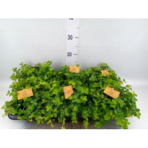 Peperomia rotundifolia