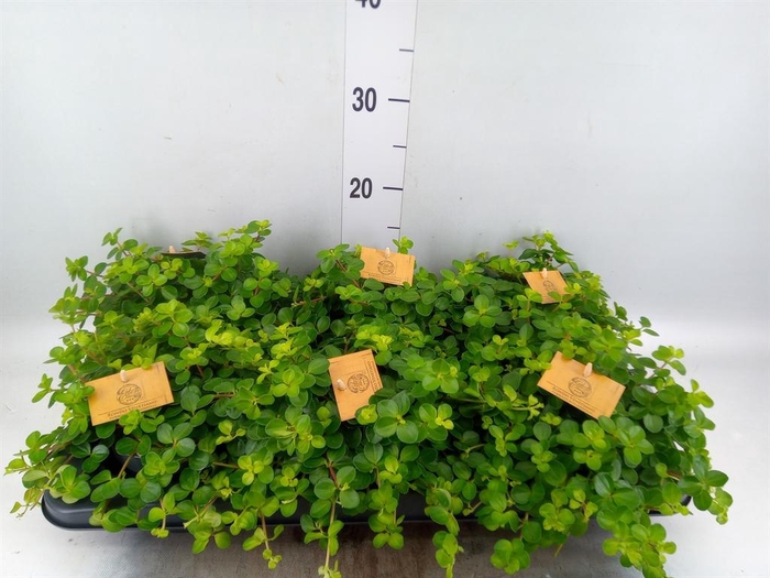 <h4>Peperomia rotundifolia</h4>