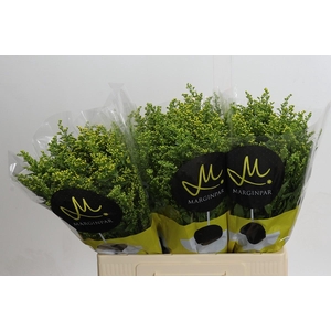 Solidago Carzan Glory