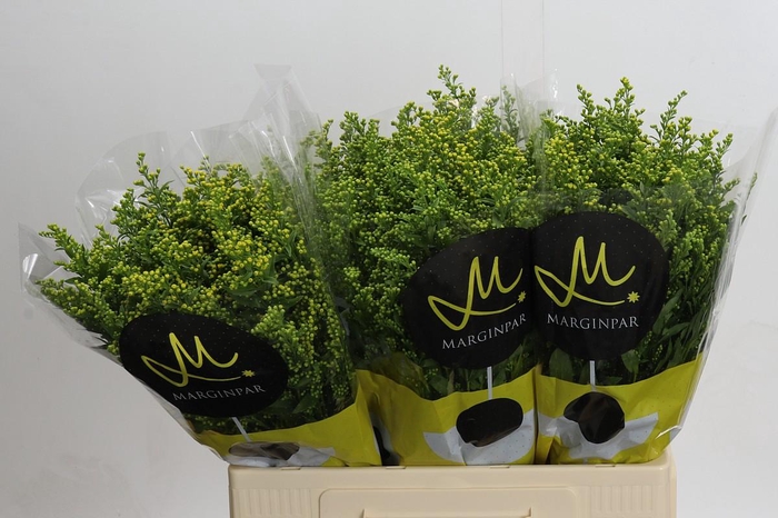 <h4>Solidago Carzan Glory</h4>