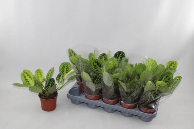 <h4>MARANTA LEMON</h4>