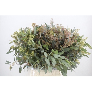 Euca Populus Berry 300gr P Bunch